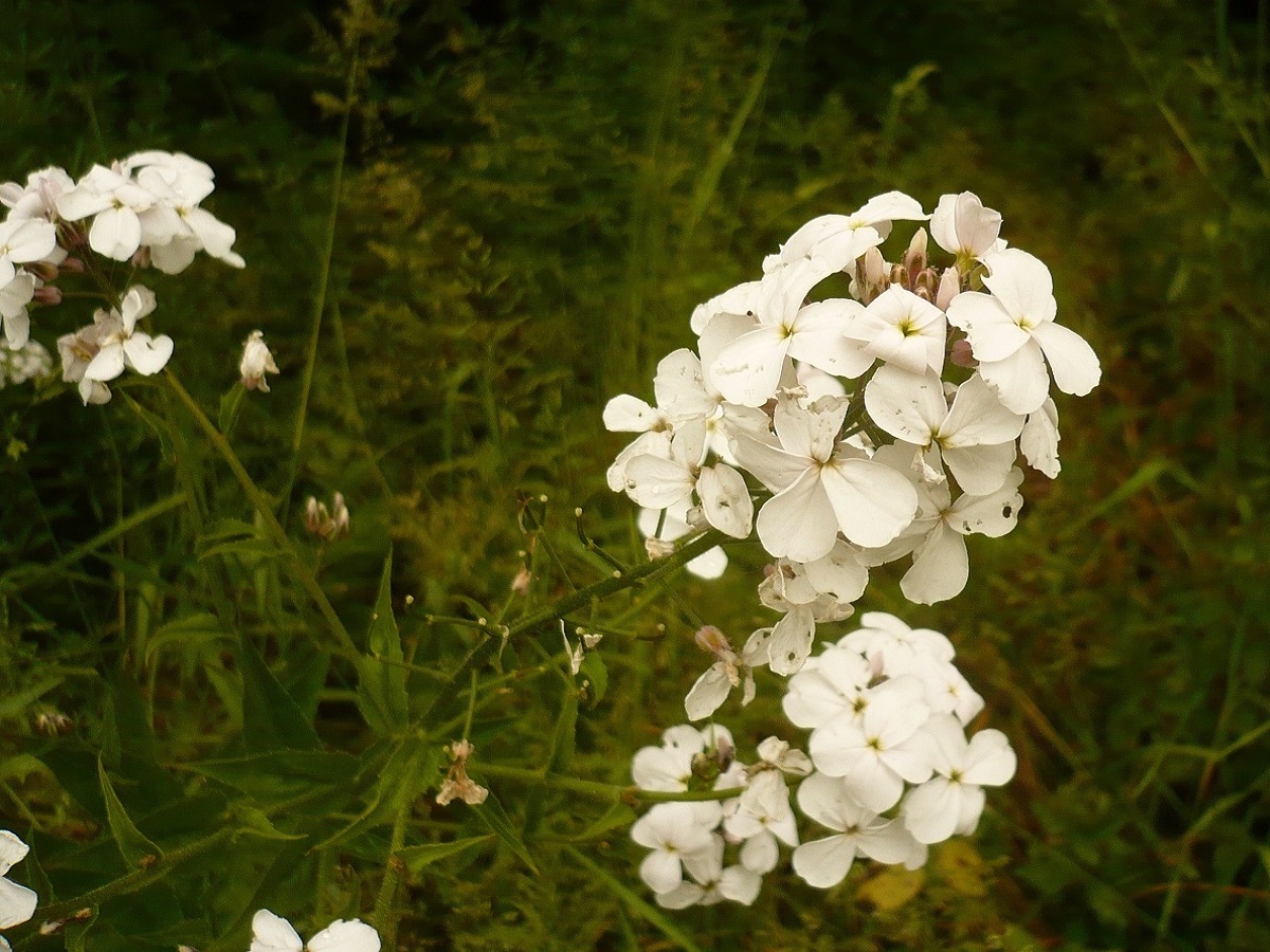 Hesperis matronalis subsp. nivea (Brassicaceae)